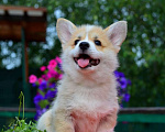 Собаки в Хотьково: Сука вельш корги пемброк Девочка, 65 000 руб. - фото 2