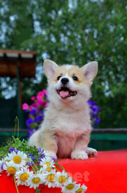 Собаки в Хотьково: Сука вельш корги пемброк Девочка, 65 000 руб. - фото 2