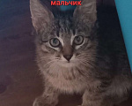 Кошки в Саранске: Котенок Мурзик ищет дом!  Мальчик, Бесплатно - фото 3