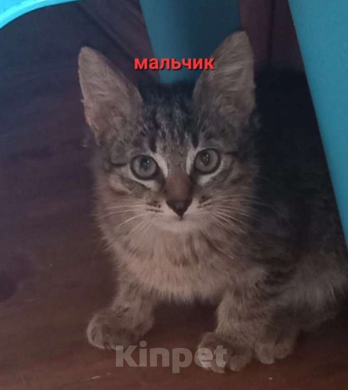 Кошки в Саранске: Котенок Мурзик ищет дом!  Мальчик, Бесплатно - фото 3