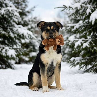 Объявление: щенок Ника ищет семью, Бесплатно, Москва