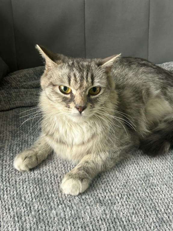 Кошки в Котельнике: Найдена, подобрана кошка!  Девочка, Бесплатно - фото 5