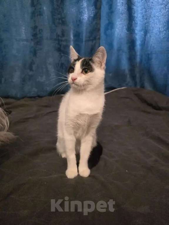 Кошки в Москве: Кошечка 8 месяцев Девочка, 150 руб. - фото 4