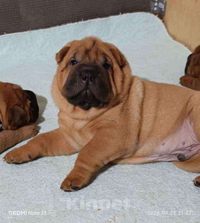 Собаки в других городах Калужской области: Щенки шарпея Мальчик, 50 000 руб. - фото 7