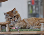 Кошки в Одинцово: Рыжее совершенство Девочка, 30 000 руб. - фото 4