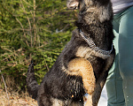 Собаки в других городах Московской области: Щенок немецкой овчарки рабочего разведения Девочка, 80 000 руб. - фото 5
