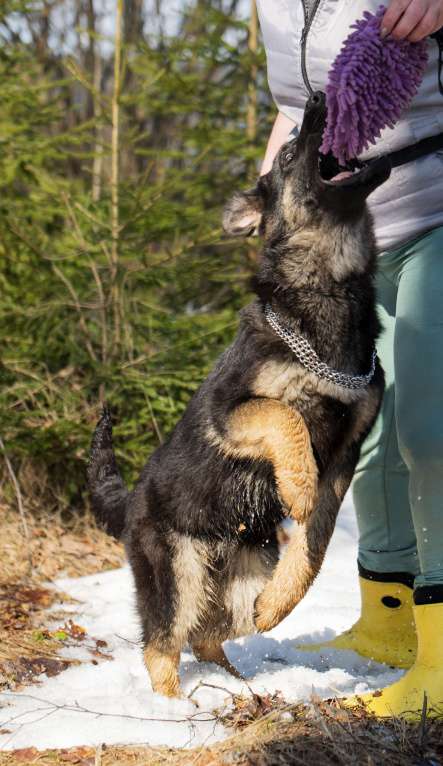 Собаки в других городах Московской области: Щенок немецкой овчарки рабочего разведения Девочка, 80 000 руб. - фото 5