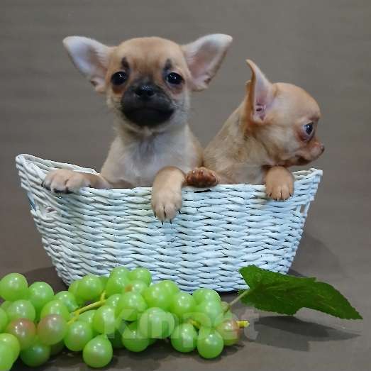 Собаки в Туле: Мальчики и девочки чихуахуа Разнополые, 15 000 руб. - фото 7