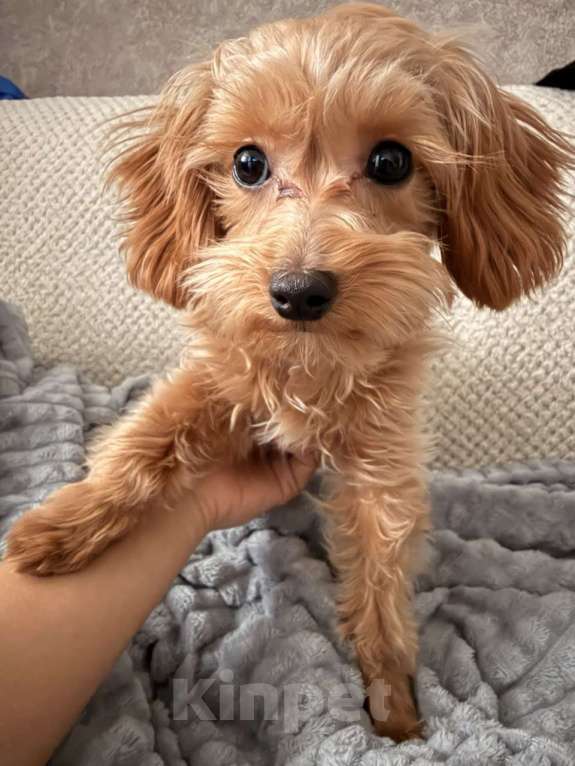 Собаки в Москве: Мальтипу f1 девочка с документами Девочка, Бесплатно - фото 3