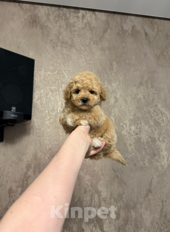 Собаки в Москве: Мальтипу, девочка Девочка, 60 000 руб. - фото 1