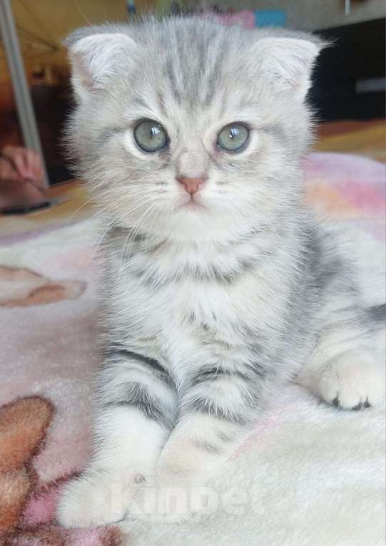 Кошки в Москве: Шотландский котенок мраморного окраса Мальчик, 12 000 руб. - фото 2