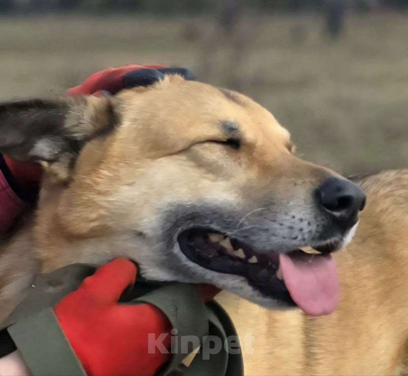 Собаки в Королеве: Любви не случилось… Девочка, Бесплатно - фото 10