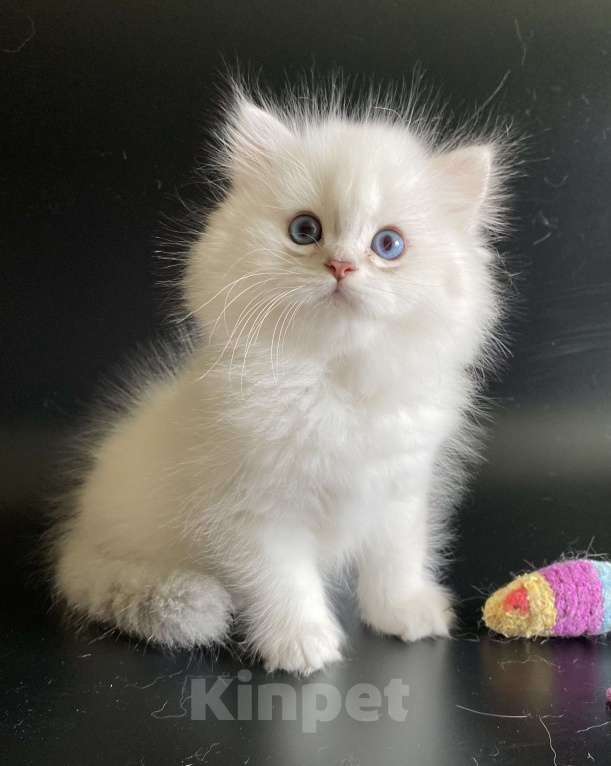 Кошки в Москве: Хайленды Мальчик, 65 000 руб. - фото 5