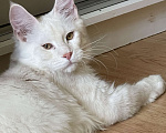 Кошки в Москве: Пушистый ангел для вашего настроения Мальчик, 100 000 руб. - фото 2