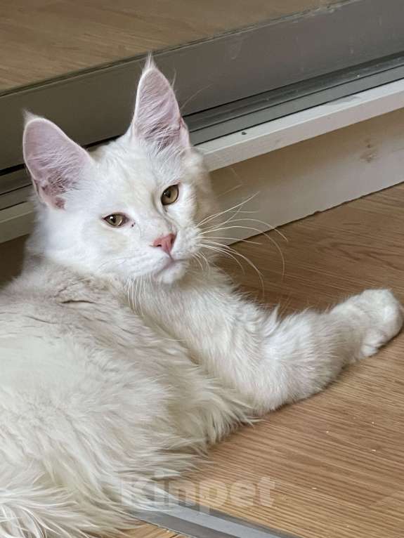 Кошки в Москве: Пушистый ангел для вашего настроения Мальчик, 100 000 руб. - фото 2