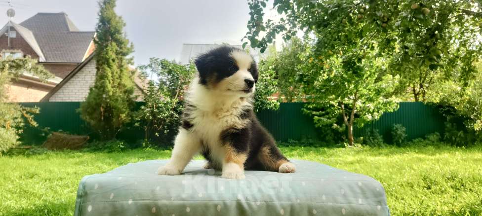 Собаки в Домодедово: Щенок Австралийской овчарки  Девочка, 80 000 руб. - фото 5
