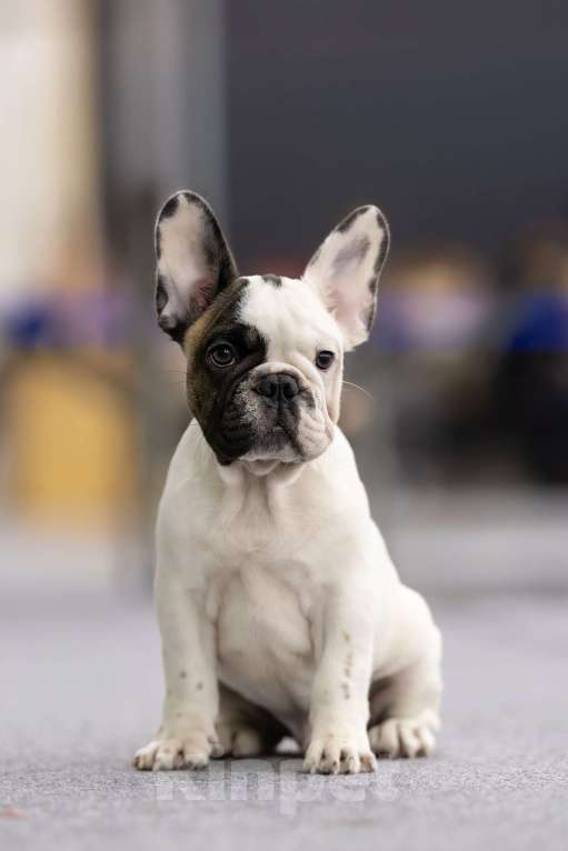 Собаки в Санкт-Петербурге: Красивый мальчик Мальчик, Бесплатно - фото 1