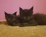 Кошки в Мичуринске: Мейн-кун, 35 000 руб. - фото 3