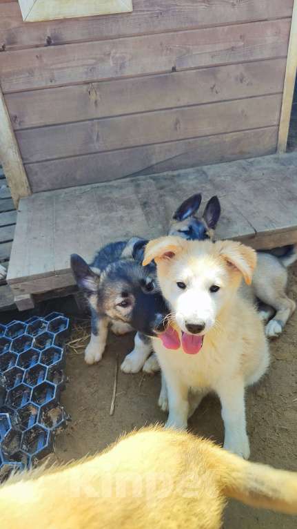 Собаки в других городах Московской области: Нежа в добрые руки Девочка, Бесплатно - фото 6