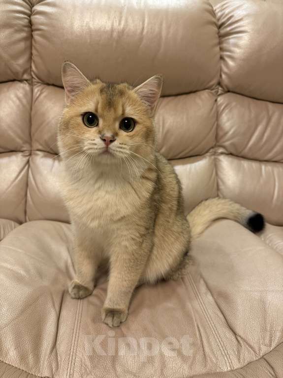 Кошки в Москве: Британский Золотой Кот Мальчик, 70 000 руб. - фото 6