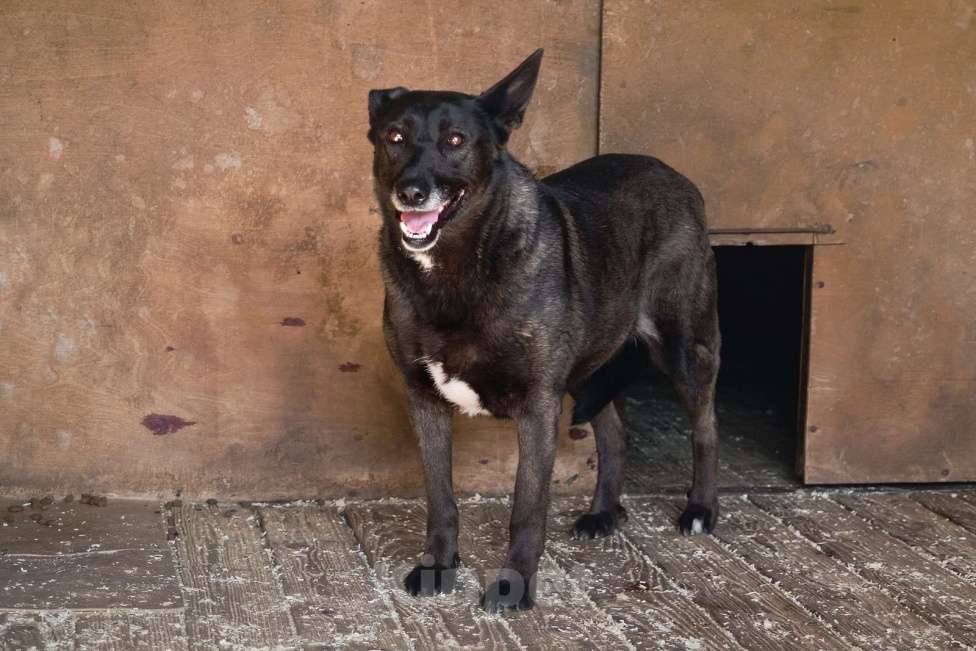 Собаки в Москве: Пумба Девочка, Бесплатно - фото 3