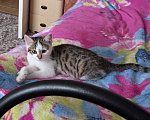 Кошки в других городах Иркутской области: Милый одинокий котёнок Девочка, Бесплатно - фото 2