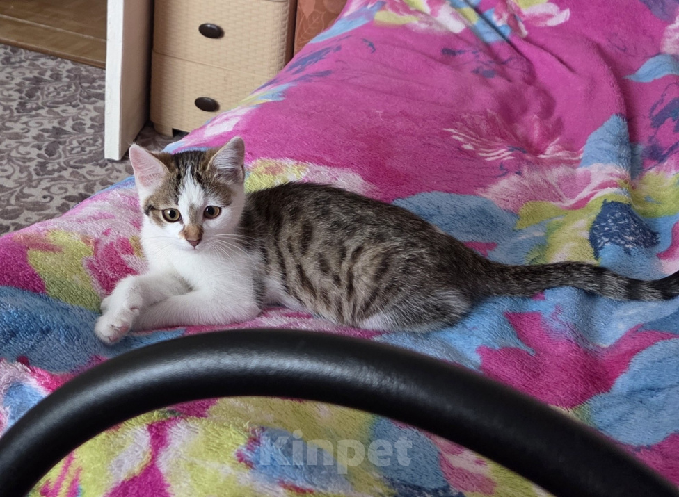 Кошки в других городах Иркутской области: Милый одинокий котёнок Девочка, Бесплатно - фото 2