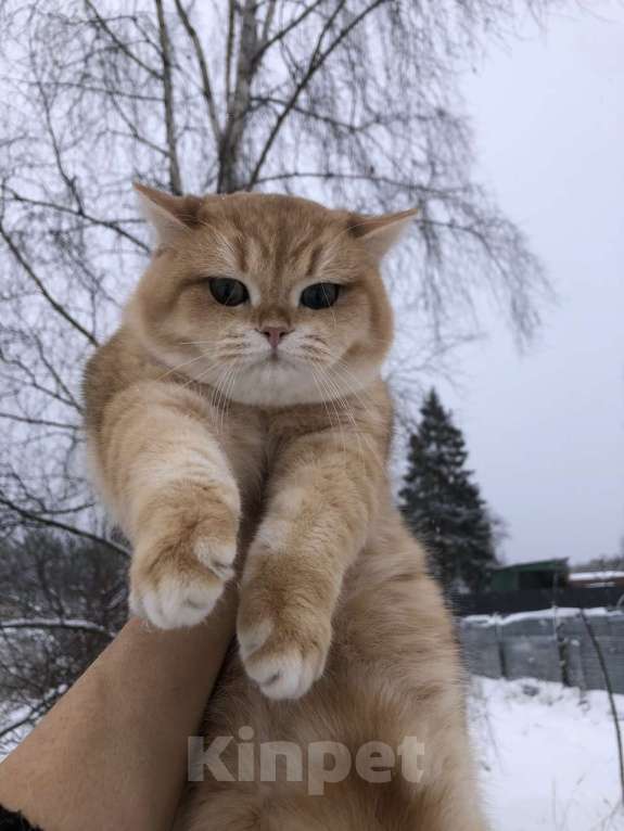 Кошки в других городах Московской области: Британский золотой мальчик  Мальчик, 20 000 руб. - фото 1