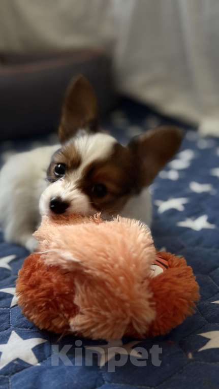 Собаки в Москве: Щенки папийона  от высокопородных родителей Разнополые, Бесплатно - фото 4