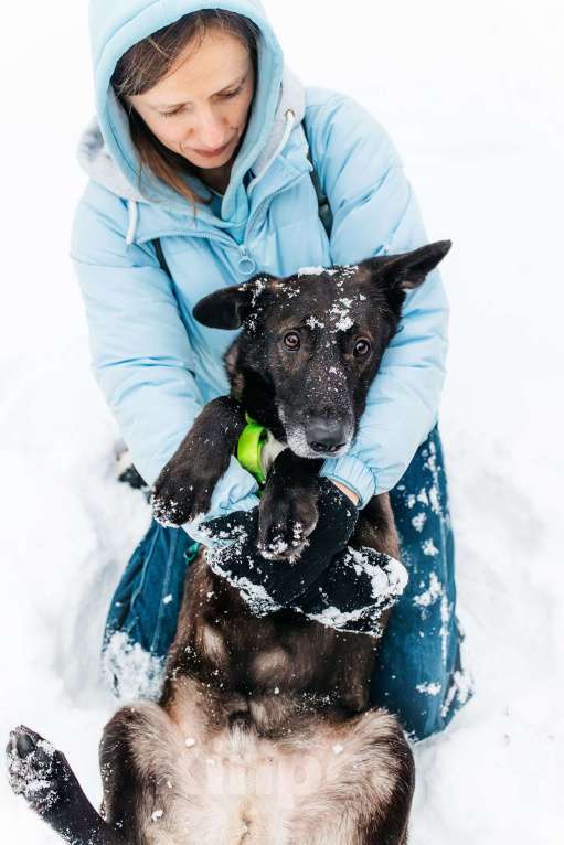 Собаки в Москве: Добрый Дали ищет дом Мальчик, Бесплатно - фото 5
