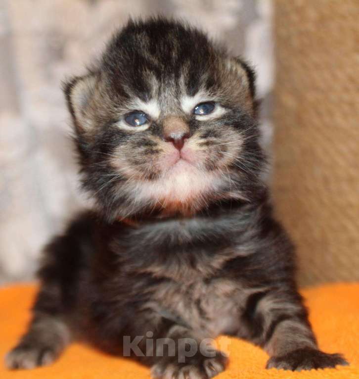 Кошки в Полярном Зоре: Котята из питомника, 10 000 руб. - фото 1