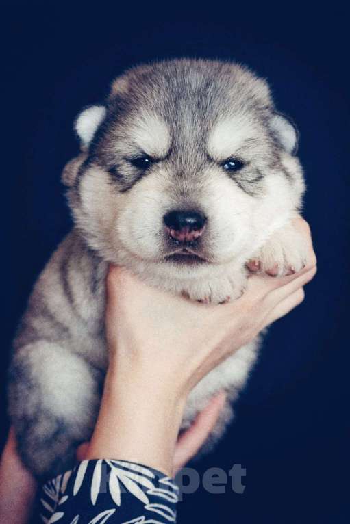 Собаки в других городах Свердловской области: Щенок хаски, мальчик Мальчик, 35 000 руб. - фото 1