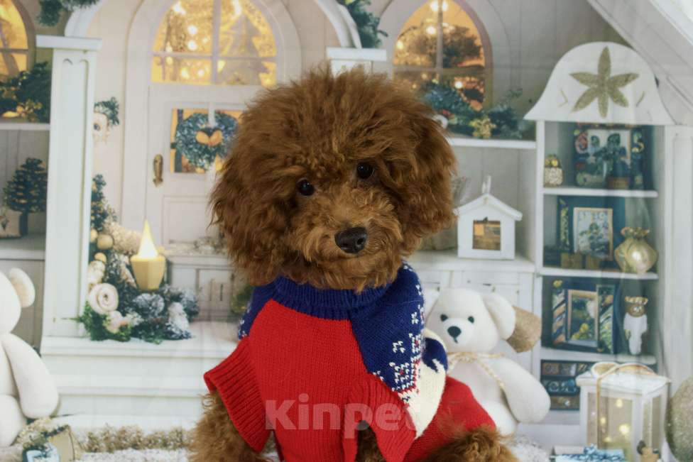 Собаки в Балашихе: Анабель девочка той-пудель Тедди  Девочка, 90 000 руб. - фото 4