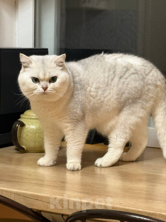 Кошки в Белгороде: Продаю котенка породы британская серебристая шиншилла, ns-колор. Мальчик. Мальчик, 15 000 руб. - фото 3