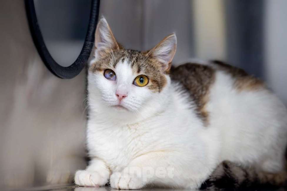 Кошки в Москве: Каледония Девочка, Бесплатно - фото 3