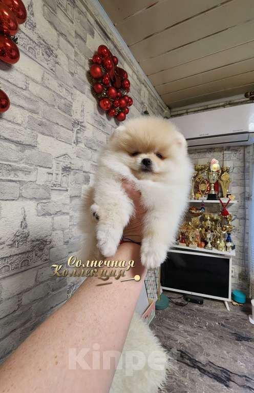 Собаки в Москве: Шикарная девочка померанского шпица в медвежьем типе Девочка, Бесплатно - фото 1