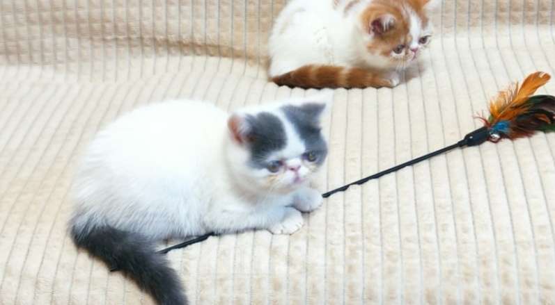 Кошки в Липецке: Элитные плюшевые котики Мальчик, 25 000 руб. - фото 4