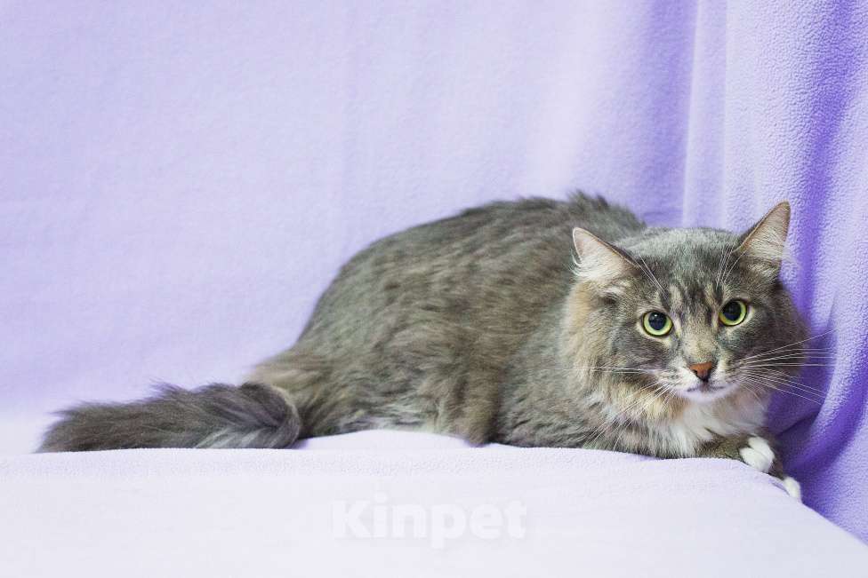 Кошки в Москве: Льнёт к рукам Мальчик, Бесплатно - фото 3