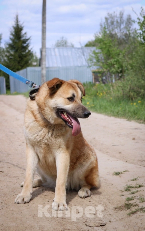 Собаки в Подольске: Джете нужен дом  Девочка, Бесплатно - фото 4