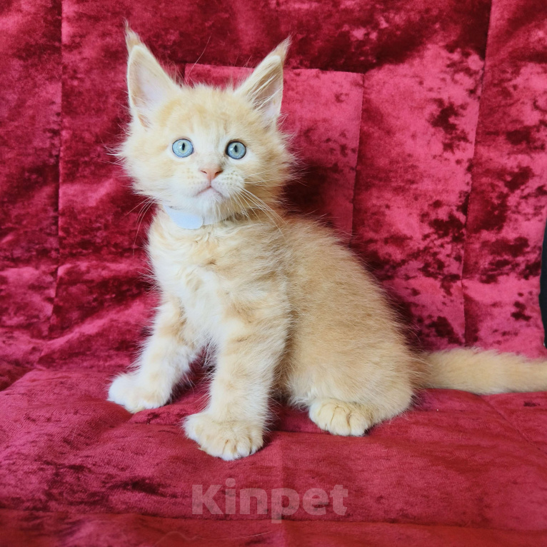 Кошки в Москве: Мейн-Кун полидакт Мальчик Мальчик, 90 000 руб. - фото 9