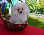 Собаки в Москве: Белый мини мальчик Мальчик, 30 000 руб. - фото 1