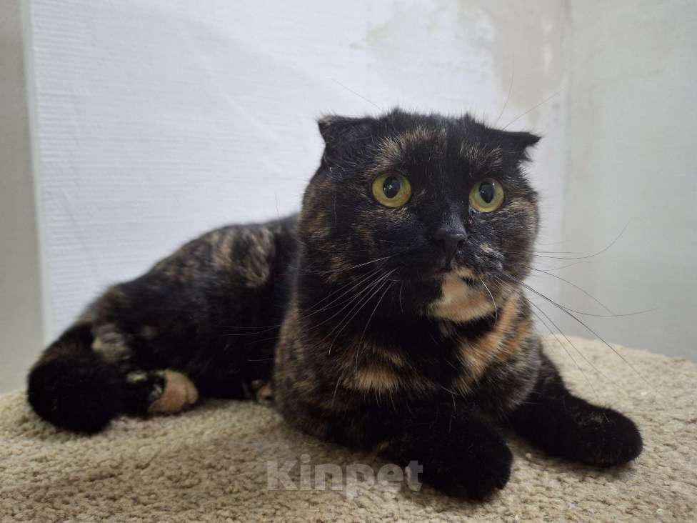 Кошки в Ижевске: кошка в добрые руки Девочка, Бесплатно - фото 3