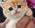 Кошки в Симферополе: Британские котята Девочка, 35 000 руб. - фото 3