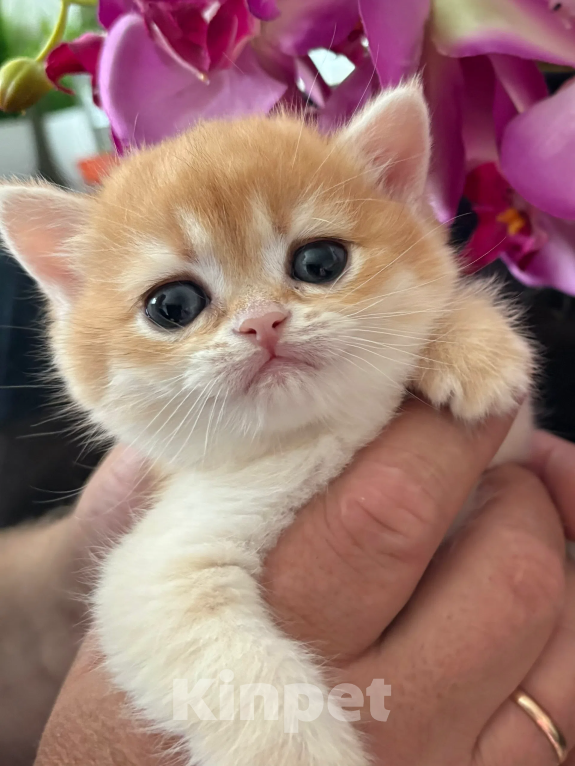 Кошки в Симферополе: Британские котята Девочка, 35 000 руб. - фото 3
