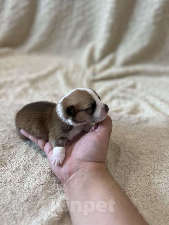 Собаки в Туле: Предлагаются  для брони  щенки Вельш-корги пемброк  Мальчик, 70 000 руб. - фото 2