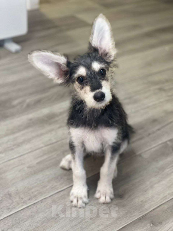 Собаки в Москве: Щенок-девочка, 3 месяца Девочка, Бесплатно - фото 2