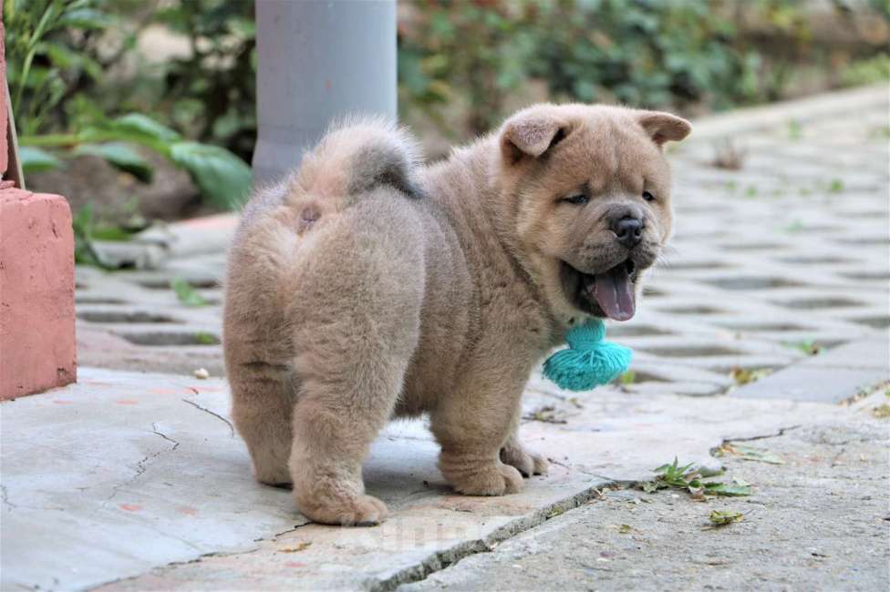 Собаки в Москве: Мальчик Мальчик, 40 000 руб. - фото 3