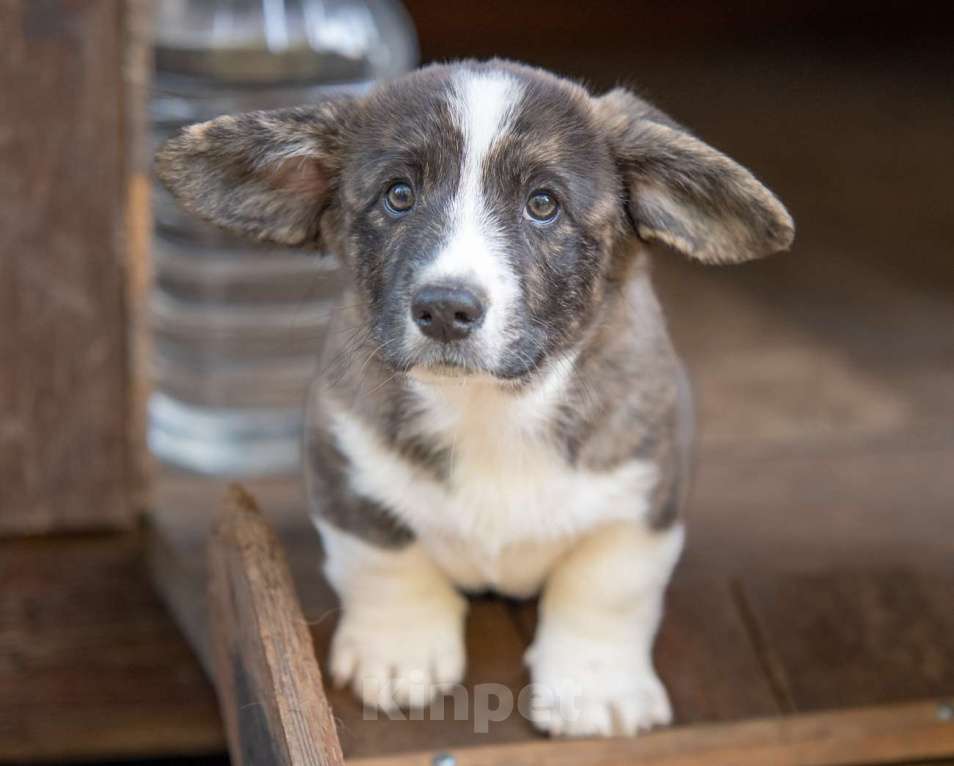 Собаки в других городах Московской области: Кардиган вельш корги Мальчик, Бесплатно - фото 5