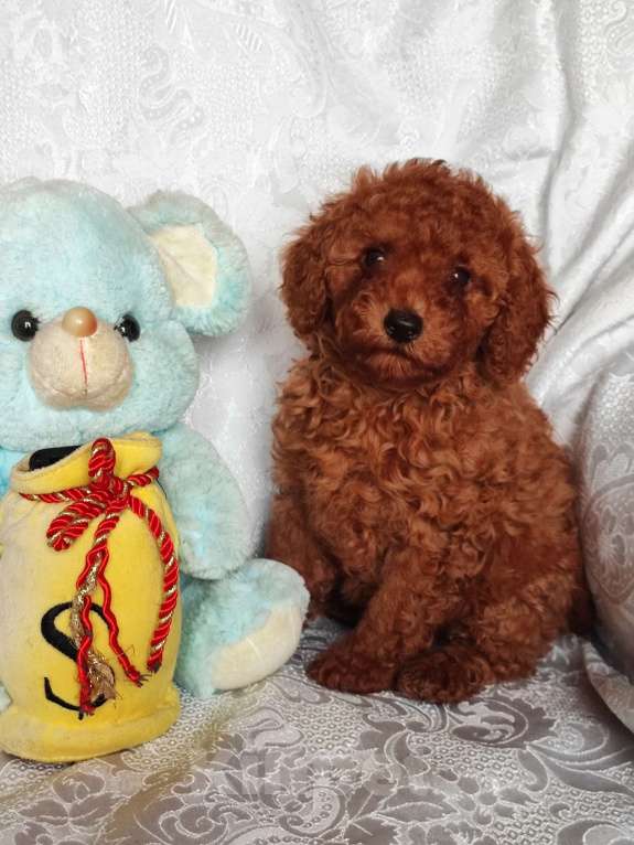 Собаки в Брянске: Той-пудель, щенки Девочка, 50 000 руб. - фото 2