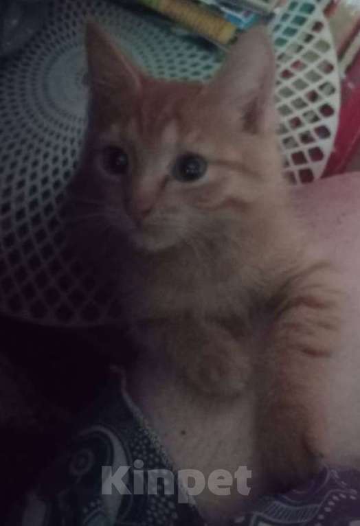 Кошки в Ногинске: Ласковый рыжий котик, очень дружелюбный и готов сидеть на руках часами Мальчик, Бесплатно - фото 2